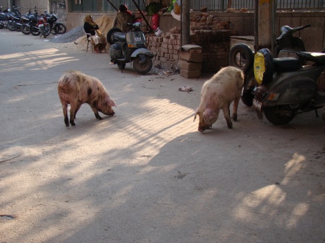 Pig and the city New Delhi